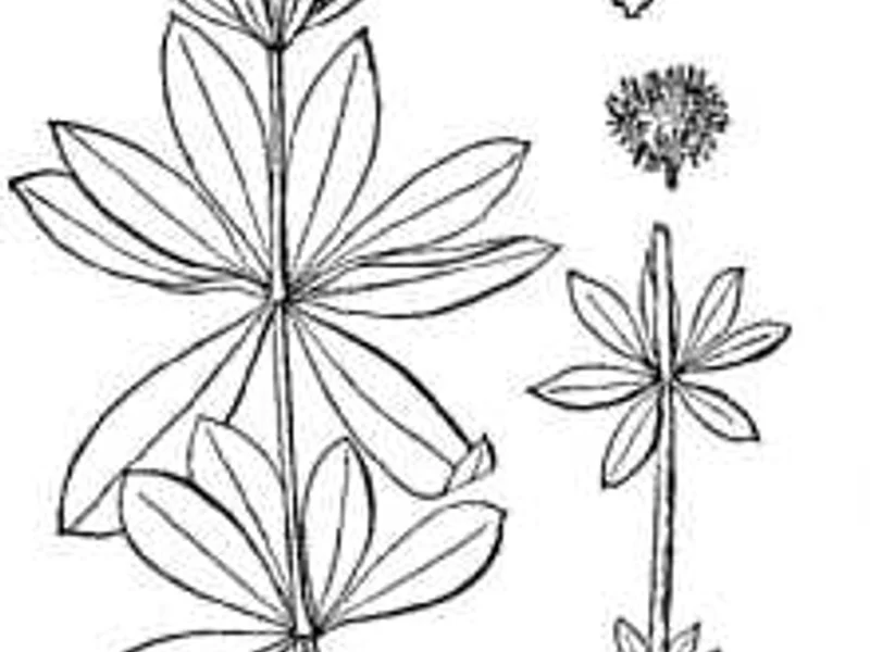 Sweet Woodruff