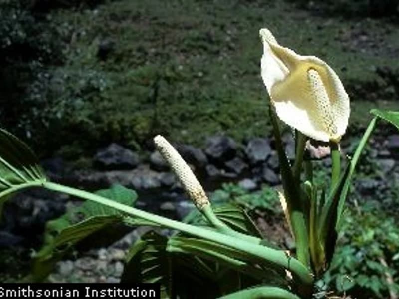 Swiss Cheese Plant