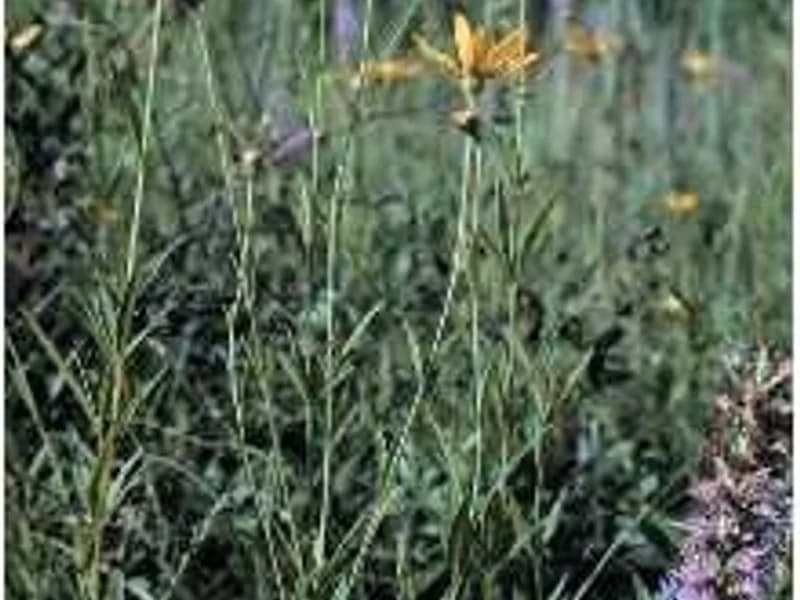 Tall Coreopsis