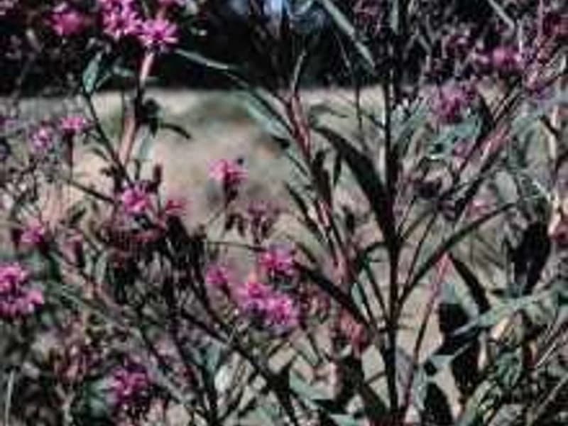 Tall Ironweed