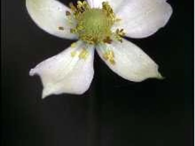 Tall Thimbleweed