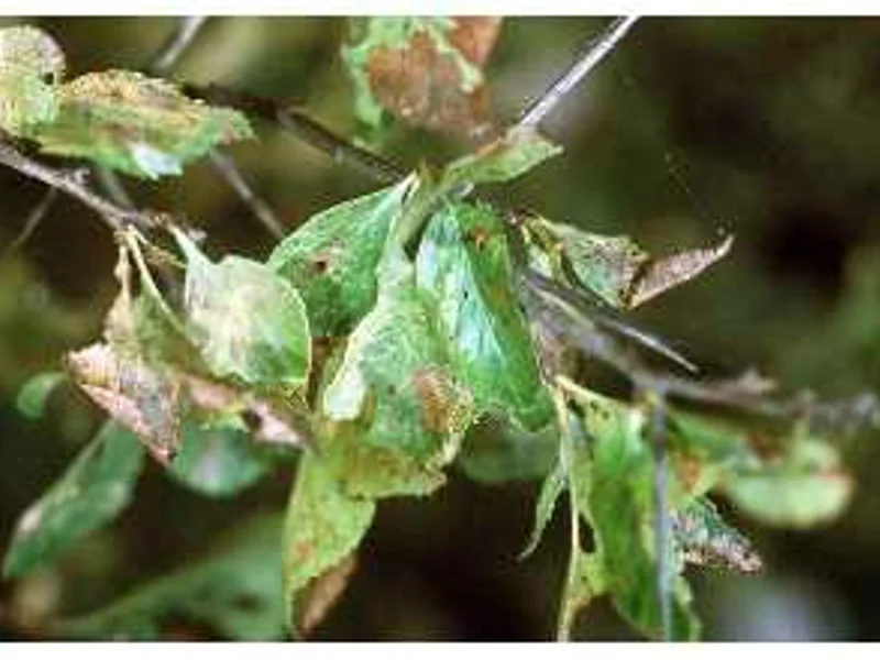 Thornless Cockspur Hawthorn