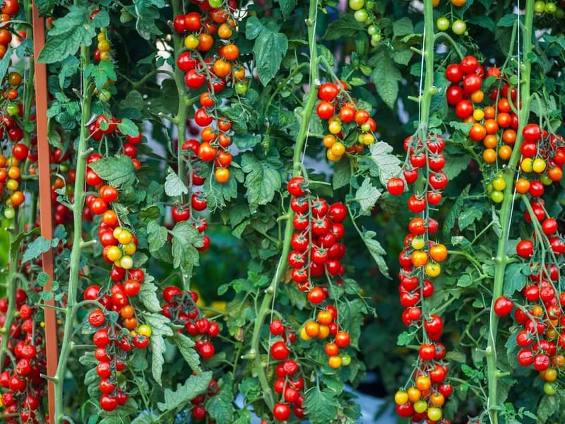 Tomato