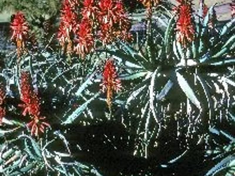 Torch Plant