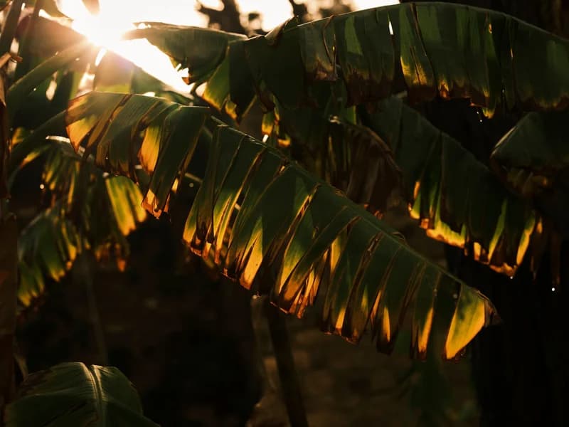 Tropical