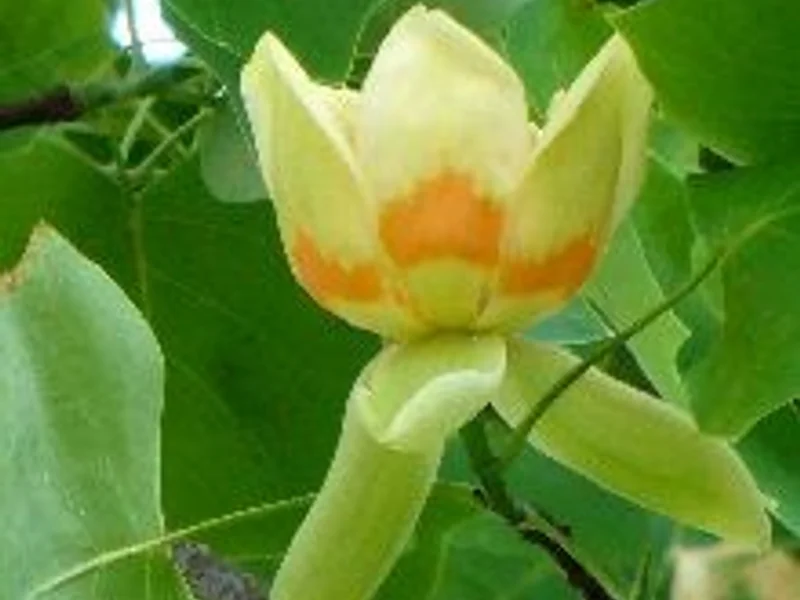 Tulip Tree