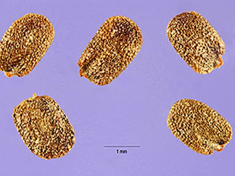 Upland Cress