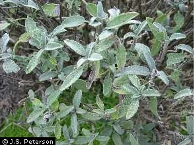 Variegated Sage