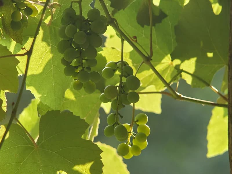 Vine