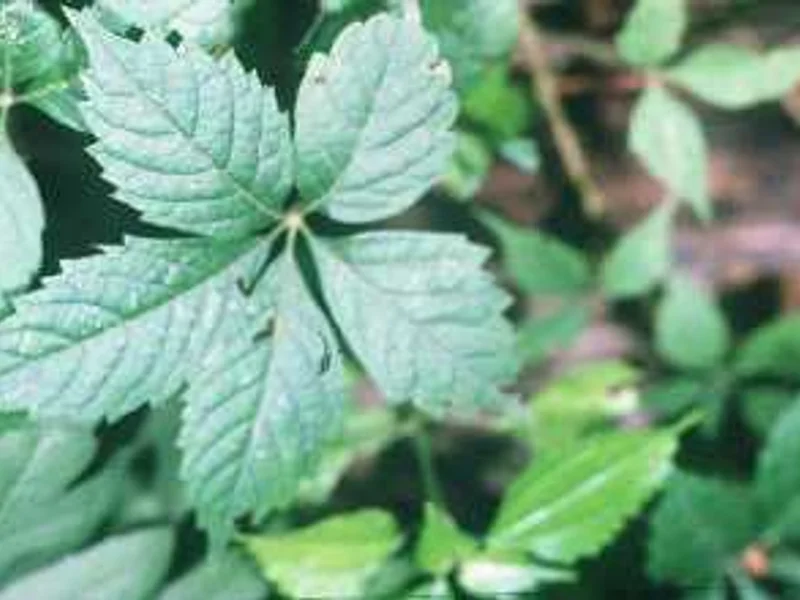 Virginia Creeper