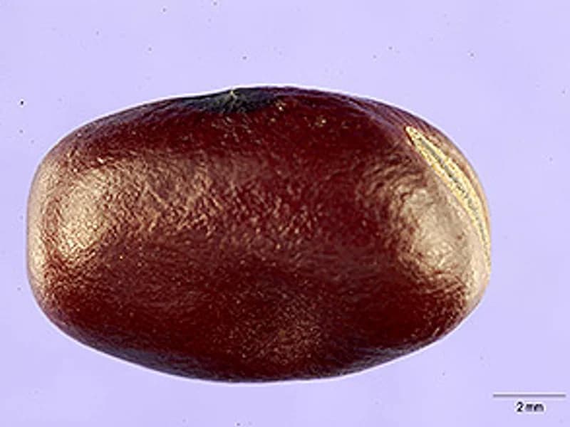 Vroma