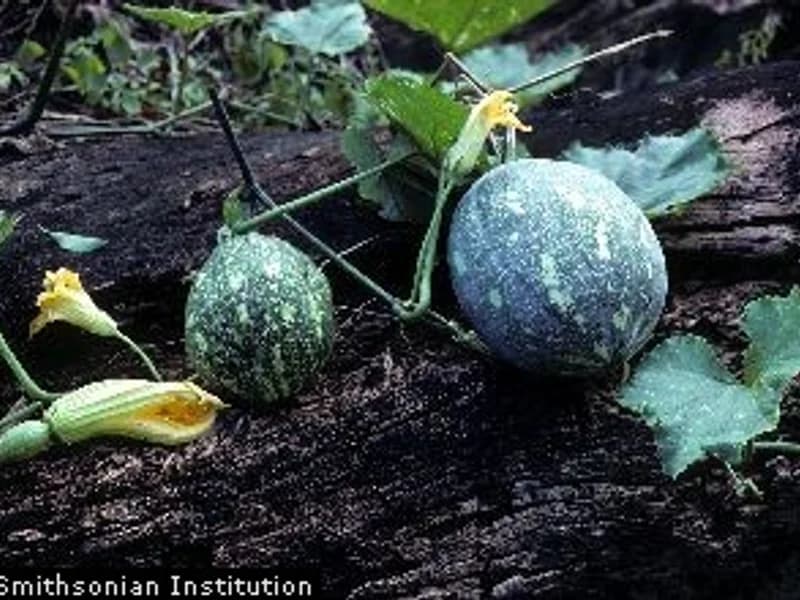 Waltham Butternut Squash