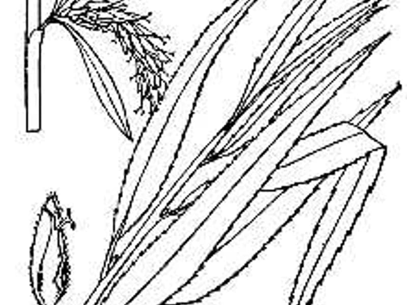 Weeping Willow