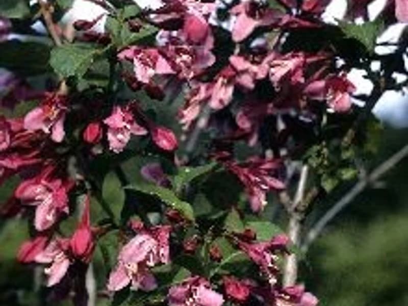 Weigela Wine and Roses