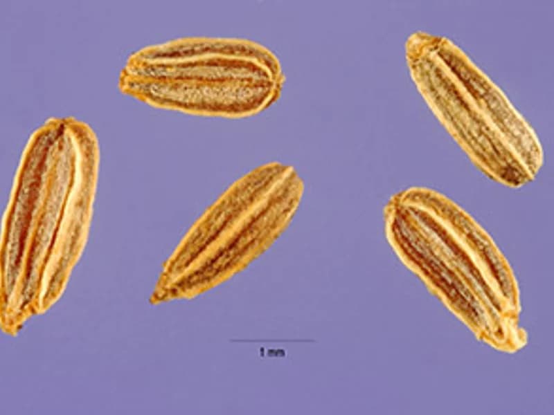 White Dill