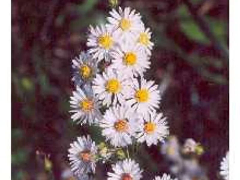 White Heath Aster