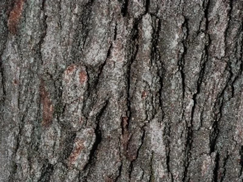 White Oak