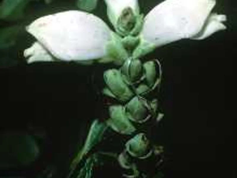White Turtlehead