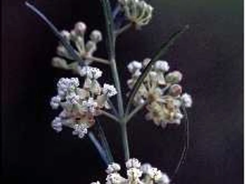 Whorled Milkweed