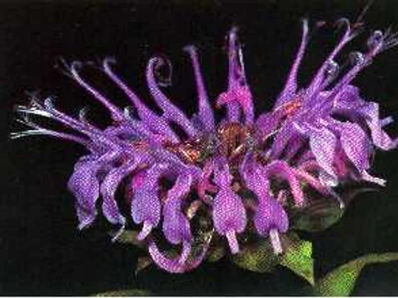 Wild Bergamot