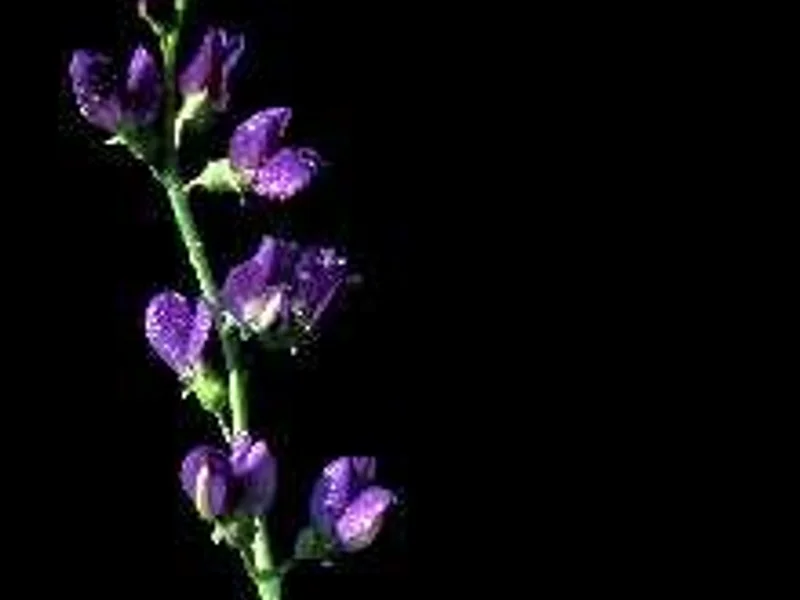Wild Blue Indigo