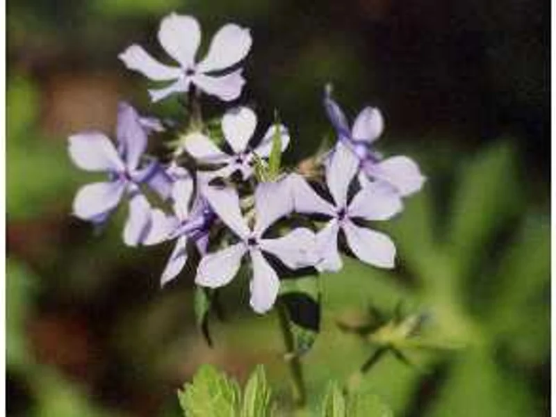 Wild Blue Phlox