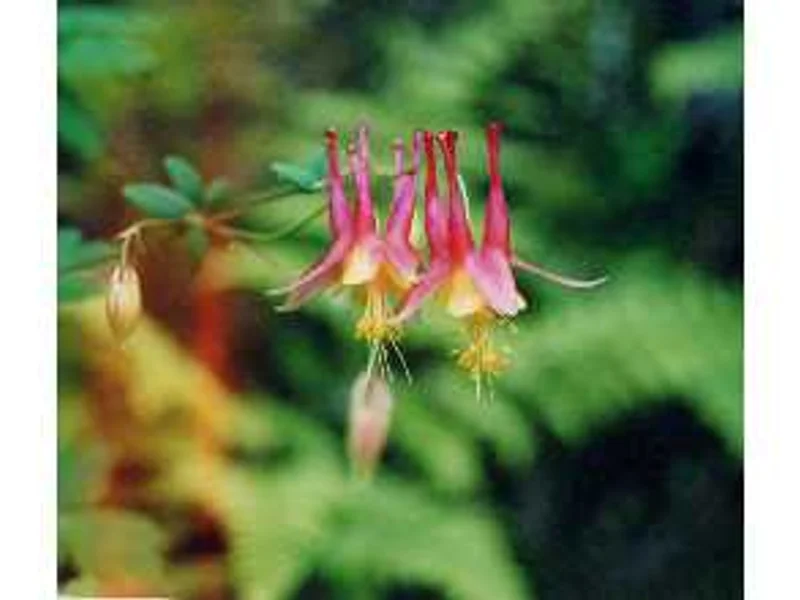 Wild Columbine