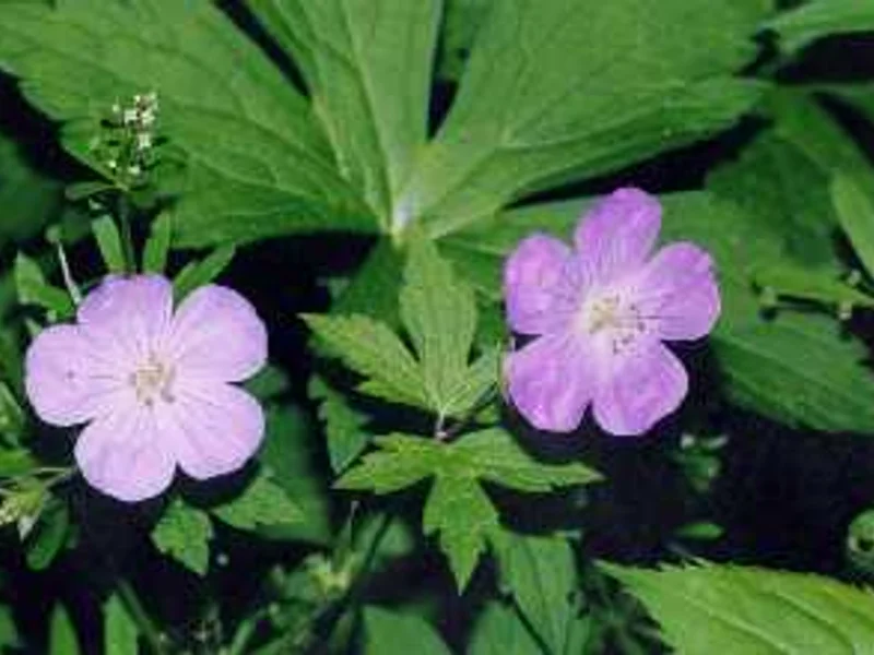 Wild Geranium