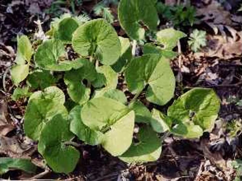 Wild Ginger