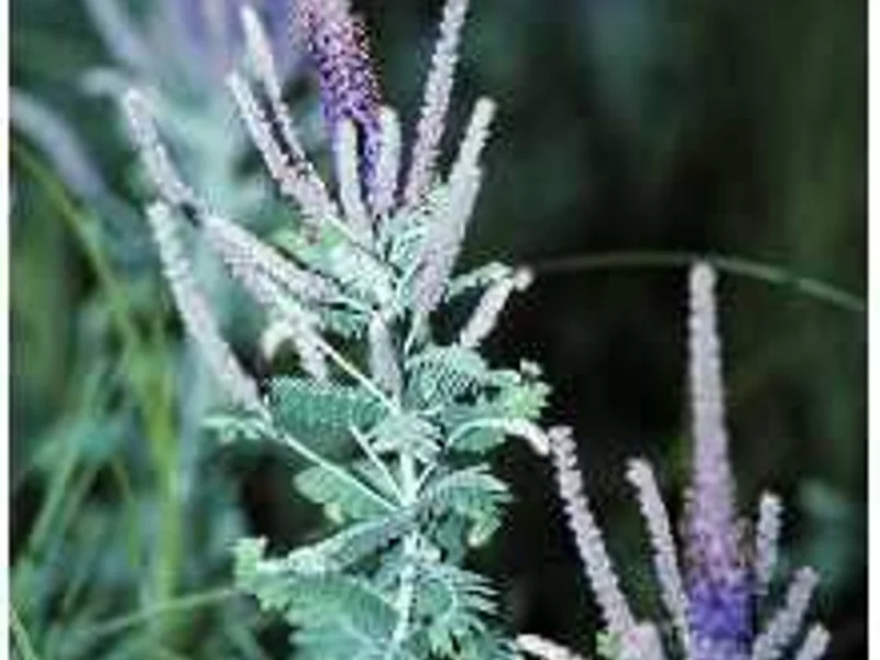 Wild Indigo