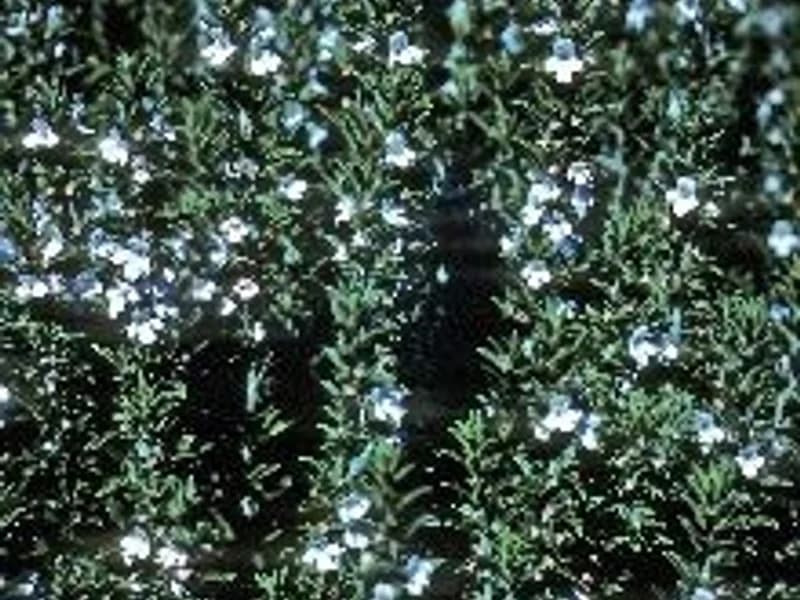 Winter Savory