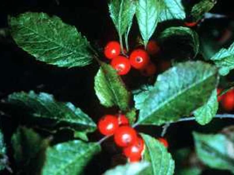 Winterberry Holly