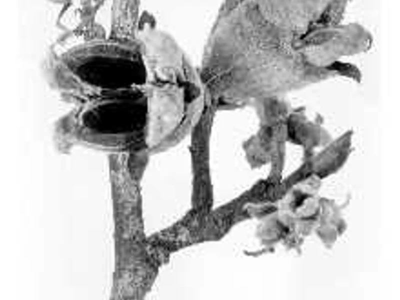 Witch Hazel