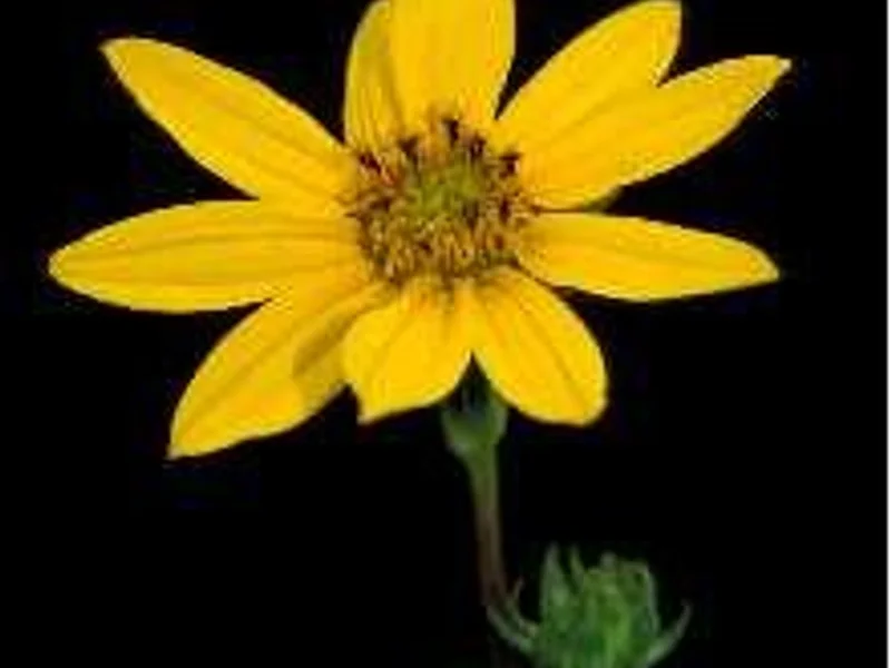 Woodland Sunflower