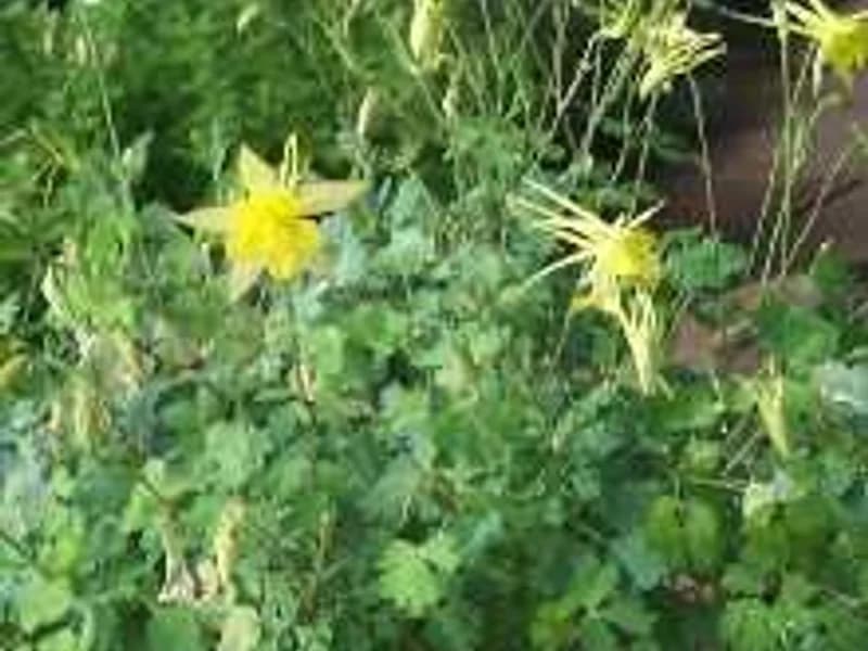 Yellow Columbine
