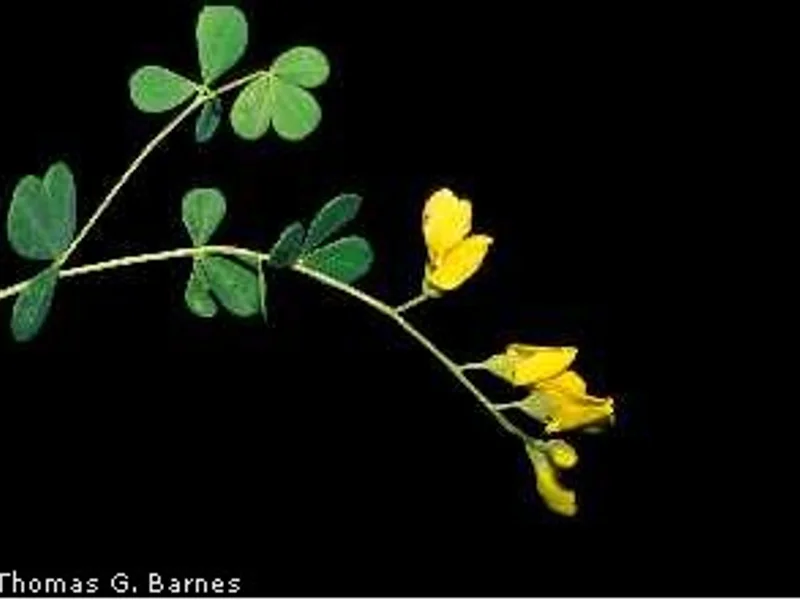 Yellow Wild Indigo