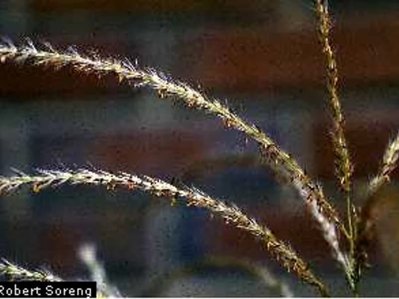 Zebra Grass